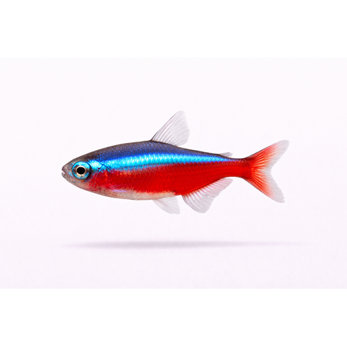 Rød Neon Tetra - Paracheirodon axelrodi