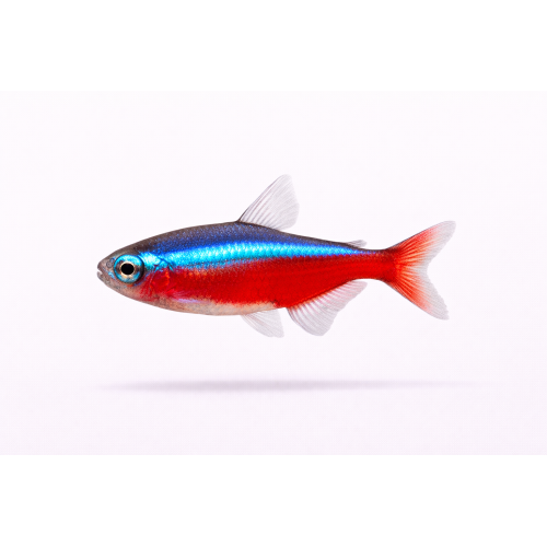 Rød Neon - Paracheirodon axelrodi