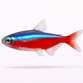 Rød Neon Tetra - Paracheirodon axelrodi