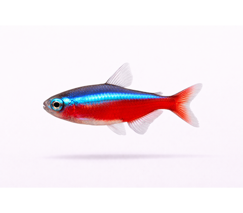 Rød Neon Tetra - Paracheirodon axelrodi
