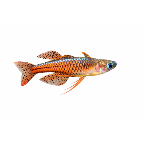 Rød Neon Regnbuefisk - Pseudomugil sp. “Red Neon”