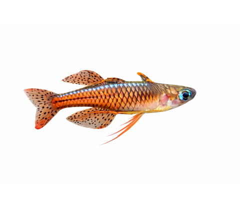 Rød Neon Regnbuefisk - Pseudomugil sp. “Red Neon”