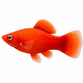 Rød Platy - Xiphophorus maculatus