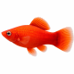 Rød Platy - Xiphophorus maculatus