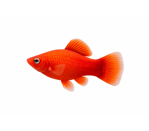 Rød Platy - Xiphophorus maculatus