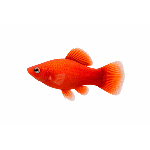 Rød Platy - Xiphophorus maculatus