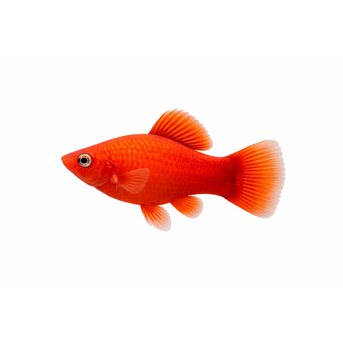 Rød Platy - Xiphophorus maculatus
