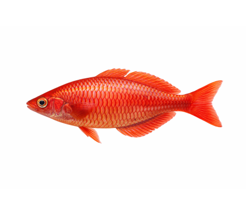 Rød regnbue fisk - Golossolepis Incisus.