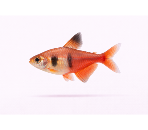 Rød Rio Tetra - Hyphessobrycon flammeus