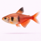 Rød Rio Tetra - Hyphessobrycon flammeus