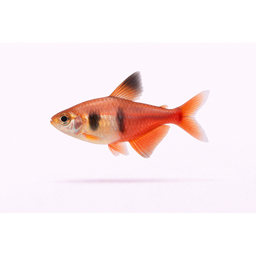 Rød Rio Tetra - Hyphessobrycon flammeus