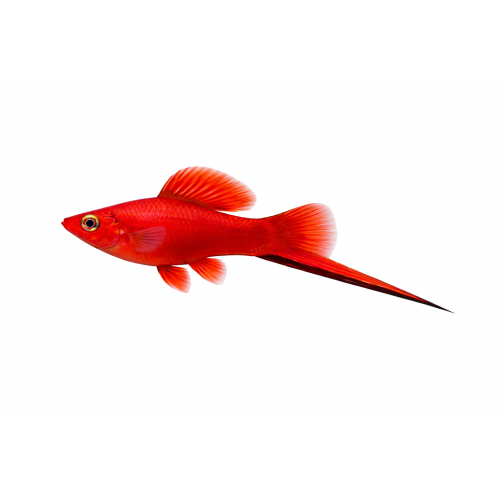 Rød Sværddrage - Xiphophorus hellerii