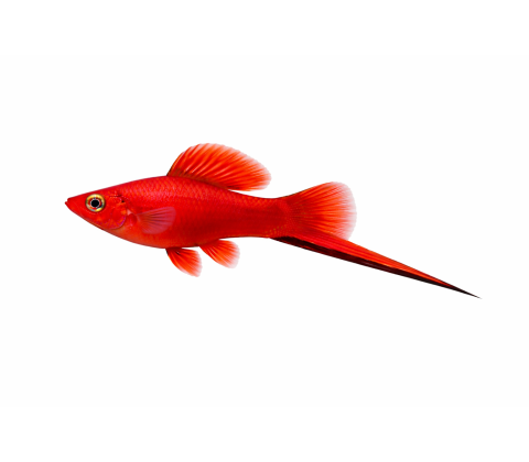 Rød Sværddrage - Xiphophorus hellerii