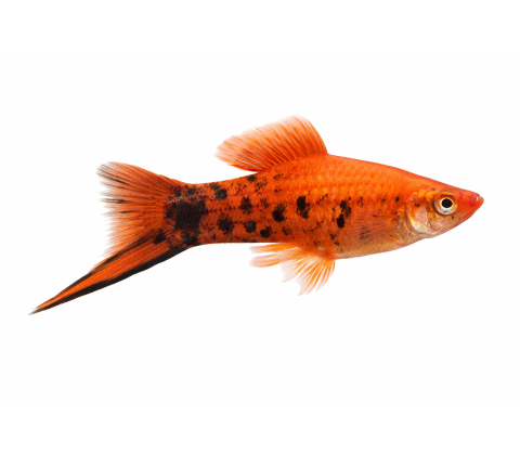 Rødbrun Berliner Sværddrager - Xiphophorus hellerii