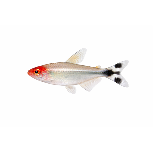 Rødnæse tetra - Hemigrammus rhodostomus