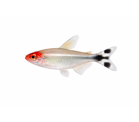 Rødnæsetetra - Hemigrammus rhodostomus