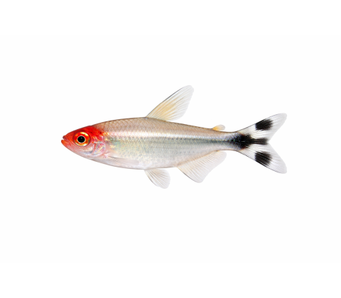 Rødnæse tetra - Hemigrammus rhodostomus