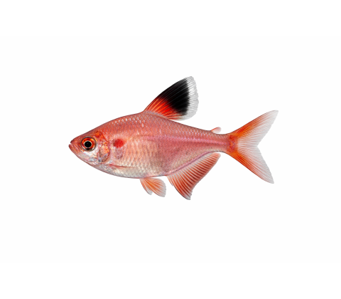 Rosen Tetra - Hyphessobrycon rosaceus