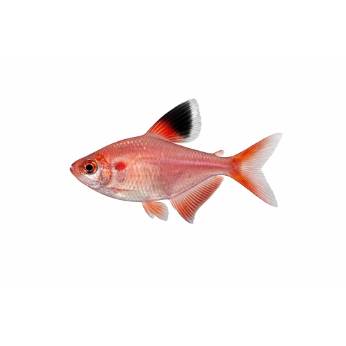 Rosen Tetra - Hyphessobrycon rosaceus