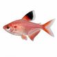 Rosen Tetra - Hyphessobrycon rosaceus
