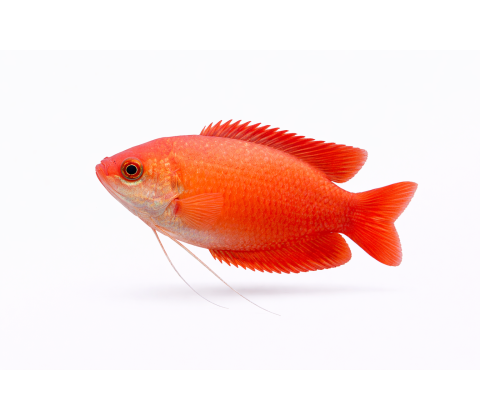 Rubin Gurami - Trichogaster lalius / Colisa labiosa