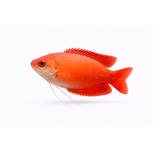 Rubin Gurami - Trichogaster lalius / Colisa labiosa