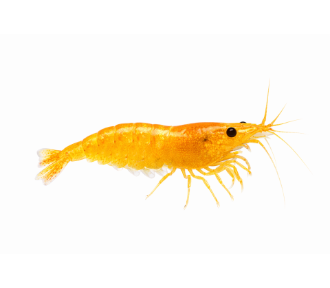 Sakura Orange/gule Rejer - Neocaridina davidi