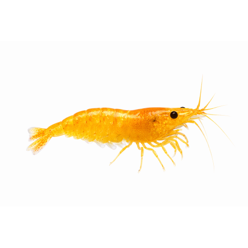 Sakura Orange/gule Rejer - Neocaridina davidi