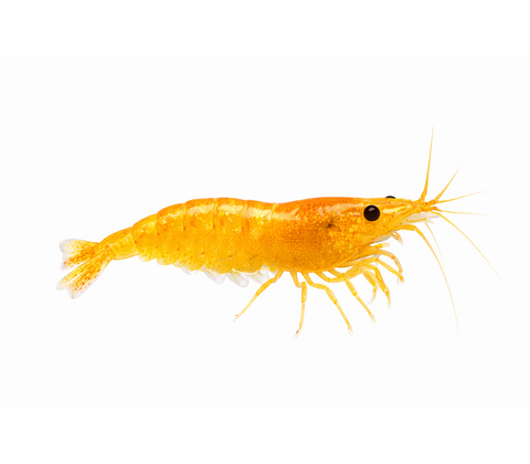 Sakura Orange/gule Reje - Neocaridina davidi
