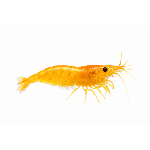 Sakura Orange/gule Reje - Neocaridina davidi
