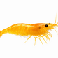 Sakura Orange/gule Reje - Neocaridina davidi