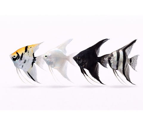 Skalare - Pterophyllum scalare