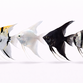 Skalare - Pterophyllum scalare