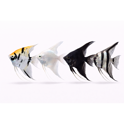 Skalare - Pterophyllum scalare