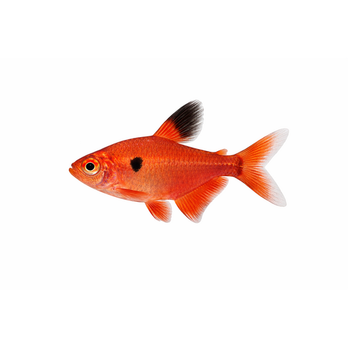 Serpae Tetra - Hyphessobrycon eques
