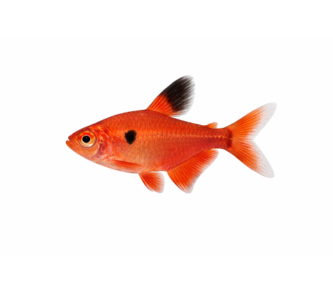 Serpae Tetra - Hyphessobrycon minor / Hyphessobrycon eques