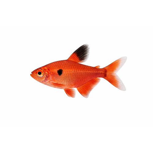 Serpae Tetra - Hyphessobrycon minor / Hyphessobrycon eques