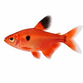 Serpae Tetra - Hyphessobrycon eques