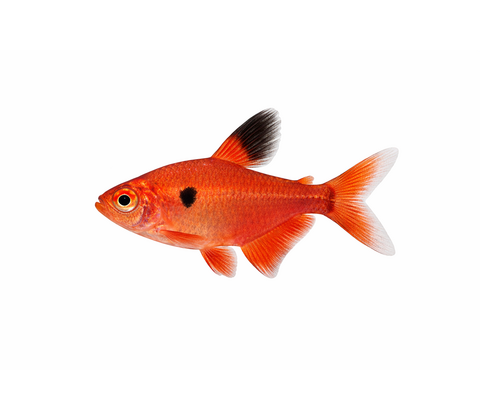 Serpae Tetra - Hyphessobrycon eques