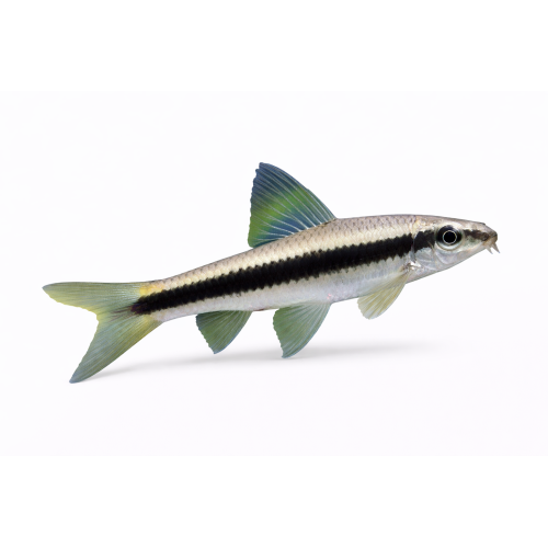 Siamesisk Algeæder - Crossocheilus oblongus