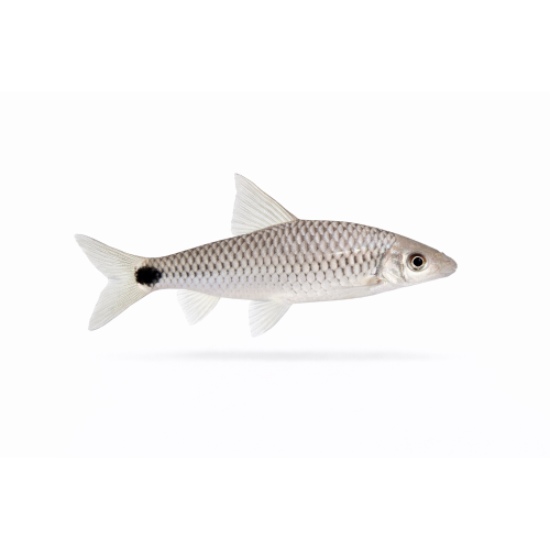 Silver flying fox - Crossocheilus reticulatus