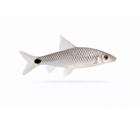 Silver flying fox - Crossocheilus reticulatus