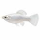 Silver Molly - Poecilia sphenops