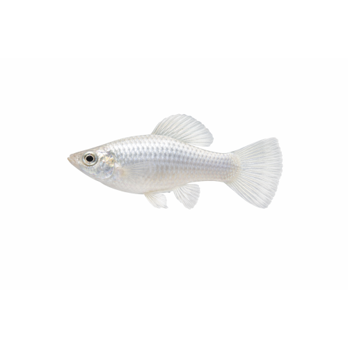 Silver Molly - Poecilia sphenops