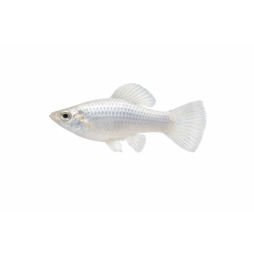 Silver Molly - Poecilia latipinna