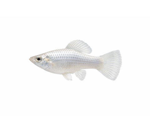 Silver Molly - Poecilia sphenops