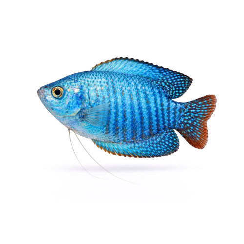 Skyblå Neon Dværggurami - Trichogaster lalius / Colisa lalia