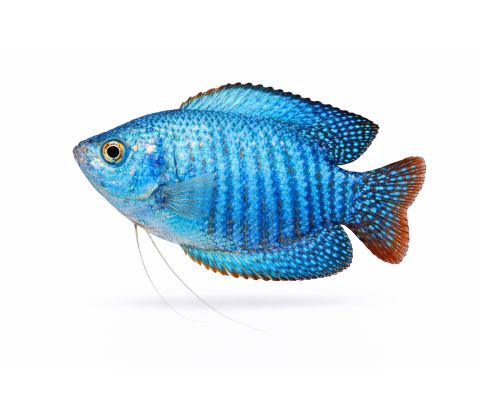 Skyblå Neon Dværggurami - Trichogaster lalius / Colisa lalia