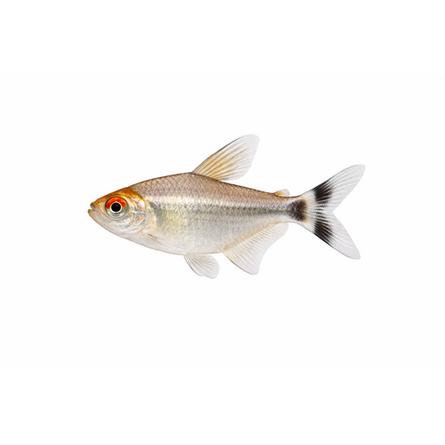 Smoking Tetra / Rødøjet tetra - Moenkhausia sanctaefilomenae