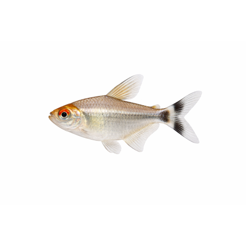 Smoking Tetra / Rødøjet tetra - Moenkhausia sanctaefilomenae